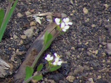 Ancora Arabidopsis thaliana?